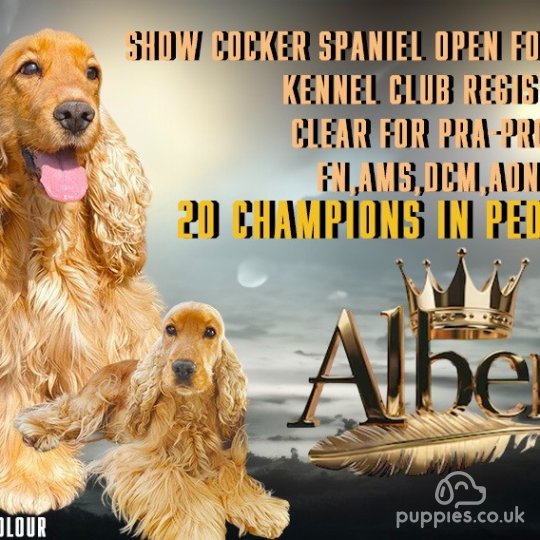 Cocker Spaniel (Working &amp; Show)