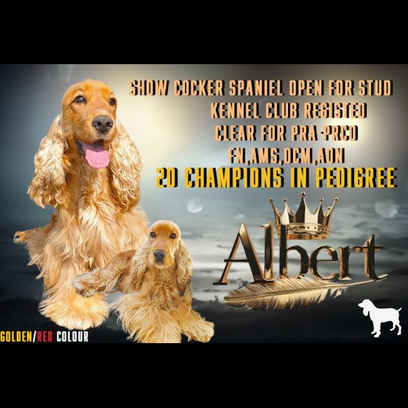 Cocker Spaniel (Working &amp; Show)