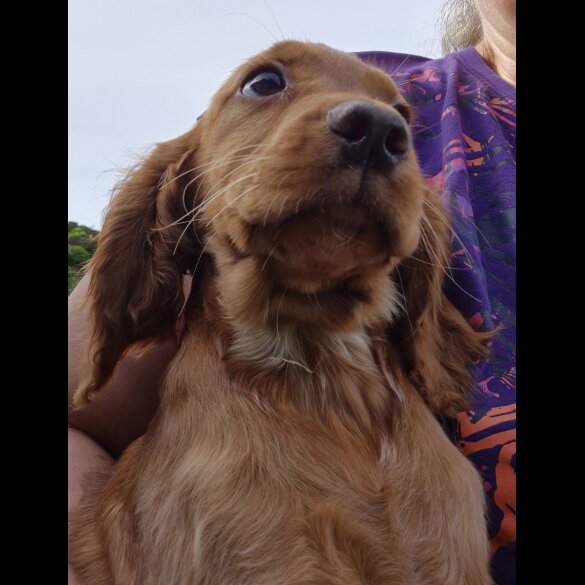 Cocker Spaniel (Working &amp; Show) - Both