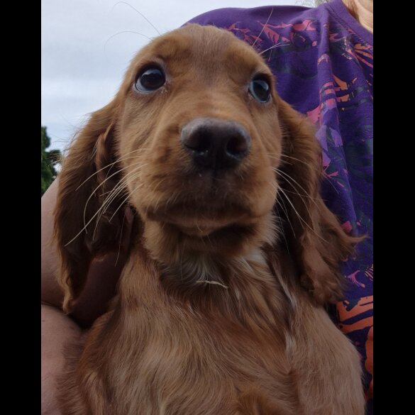 Cocker Spaniel (Working &amp; Show) - Both