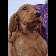Cocker Spaniel (Working &amp; Show) - Both
