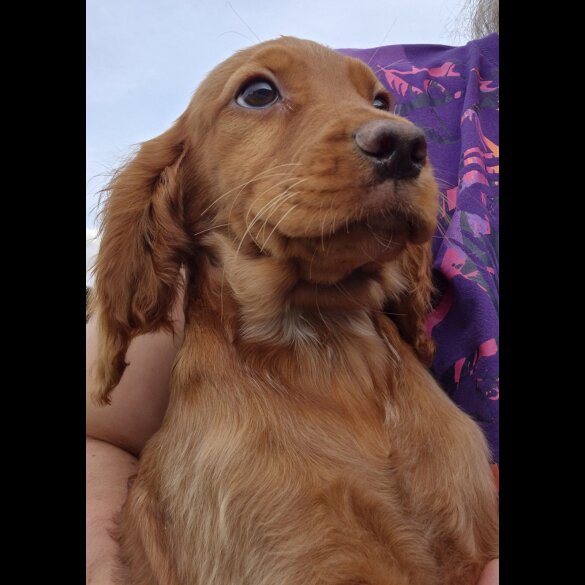 Cocker Spaniel (Working &amp; Show) - Both