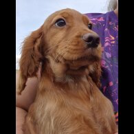 Cocker Spaniel (Working &amp; Show) - Both