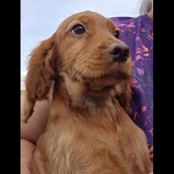 Cocker Spaniel (Working &amp; Show) - Both