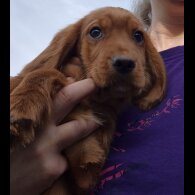 Cocker Spaniel (Working &amp; Show) - Both