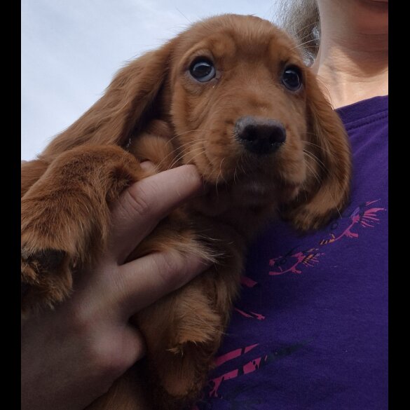 Cocker Spaniel (Working &amp; Show) - Both