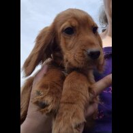Cocker Spaniel (Working &amp; Show) - Both