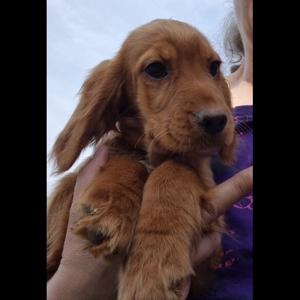 Cocker Spaniel (Working &amp; Show) - Both