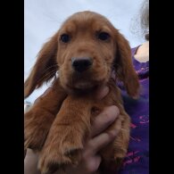 Cocker Spaniel (Working &amp; Show) - Both