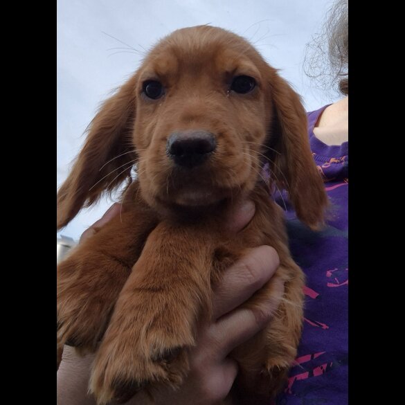 Cocker Spaniel (Working &amp; Show) - Both