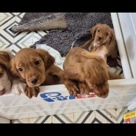 Cocker Spaniel (Working &amp; Show) - Both