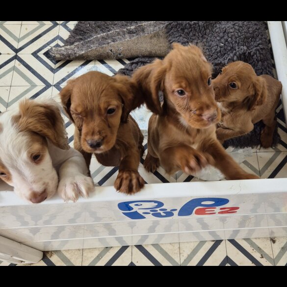 Cocker Spaniel (Working &amp; Show) - Both