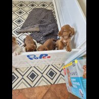 Cocker Spaniel (Working &amp; Show) - Both