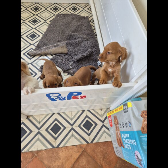 Cocker Spaniel (Working &amp; Show) - Both