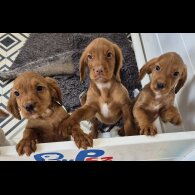 Cocker Spaniel (Working &amp; Show) - Both