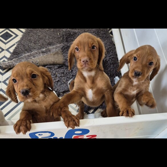 Cocker Spaniel (Working &amp; Show) - Both
