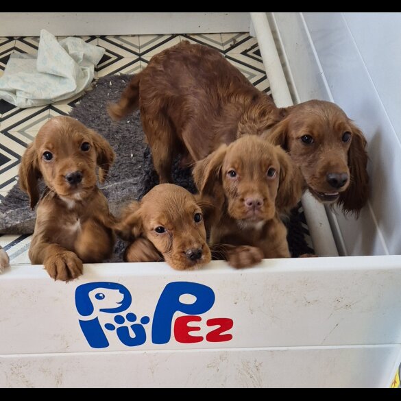 Cocker Spaniel (Working &amp; Show) - Both