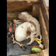 Cocker Spaniel (Working &amp; Show) - Both