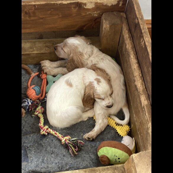 Cocker Spaniel (Working &amp; Show) - Both