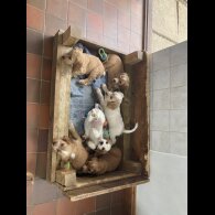 Cocker Spaniel (Working &amp; Show) - Both