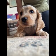 Cocker Spaniel (Working &amp; Show) - Both