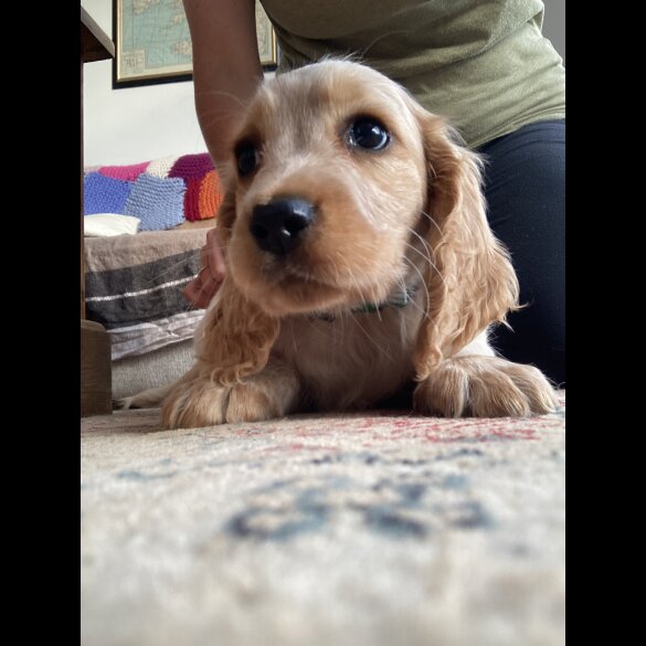 Cocker Spaniel (Working &amp; Show) - Both