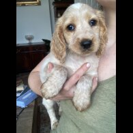 Cocker Spaniel (Working &amp; Show) - Both