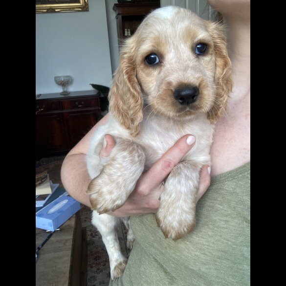 Cocker Spaniel (Working &amp; Show) - Both