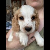 Cocker Spaniel (Working &amp; Show) - Both