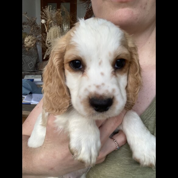 Cocker Spaniel (Working &amp; Show) - Both