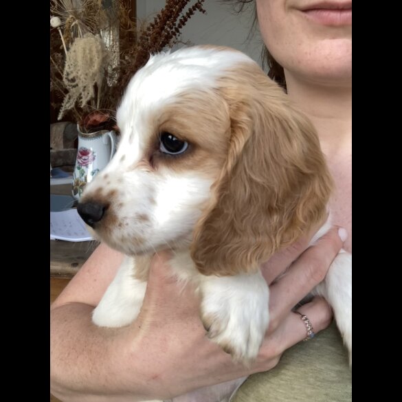Cocker Spaniel (Working &amp; Show) - Both