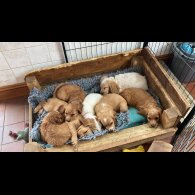 Cocker Spaniel (Working &amp; Show) - Both