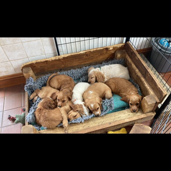 Cocker Spaniel (Working &amp; Show) - Both
