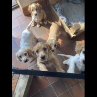 Cocker Spaniel (Working &amp; Show) - Both