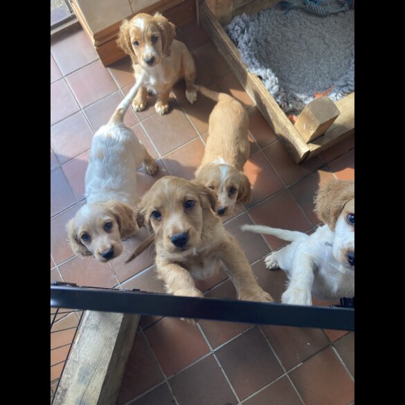 Cocker Spaniel (Working &amp; Show) - Both