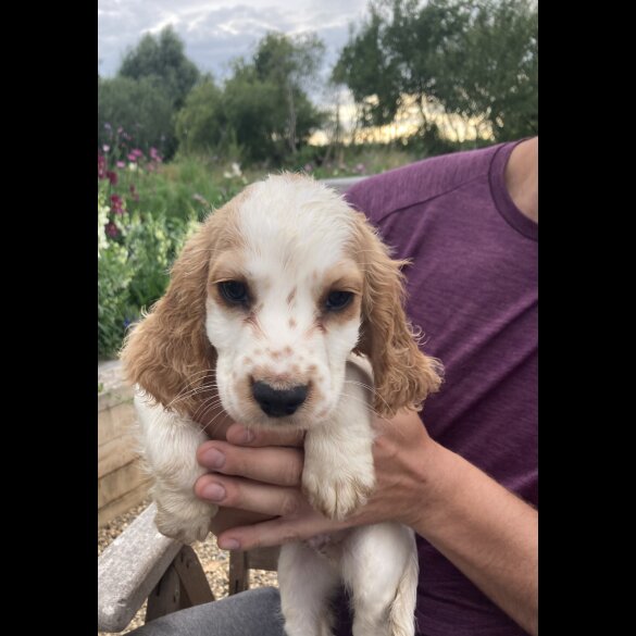 Cocker Spaniel (Working &amp; Show) - Both