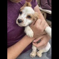 Cocker Spaniel (Working &amp; Show) - Both