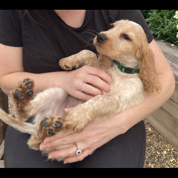 Cocker Spaniel (Working &amp; Show) - Both
