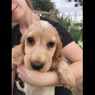 Cocker Spaniel (Working &amp; Show) - Both