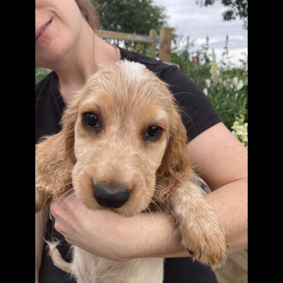 Cocker Spaniel (Working &amp; Show) - Both