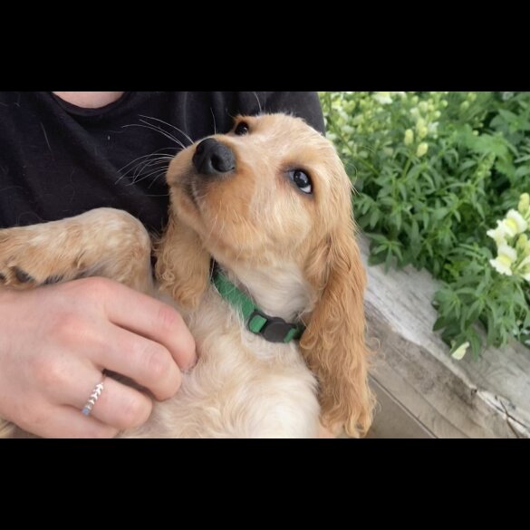 Cocker Spaniel (Working &amp; Show) - Both