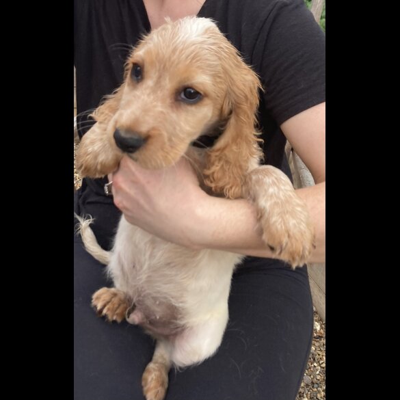 Cocker Spaniel (Working &amp; Show) - Both