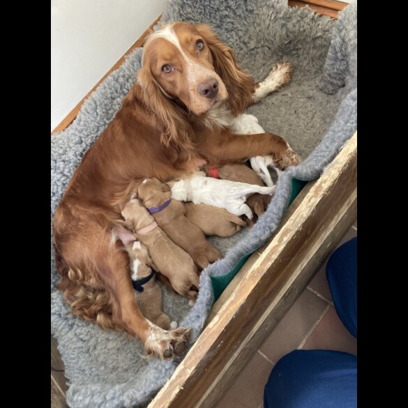 Cocker Spaniel (Working &amp; Show) - Both