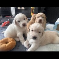 Cocker Spaniel (Working &amp; Show) - Both