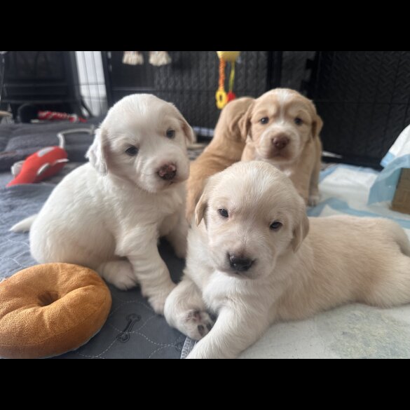 Cocker Spaniel (Working &amp; Show) - Both