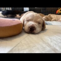 Cocker Spaniel (Working &amp; Show) - Both