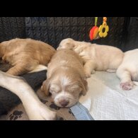 Cocker Spaniel (Working &amp; Show) - Both