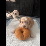 Cocker Spaniel (Working &amp; Show) - Both