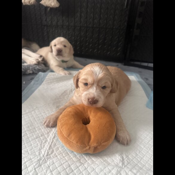 Cocker Spaniel (Working &amp; Show) - Both