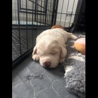 Cocker Spaniel (Working &amp; Show) - Both